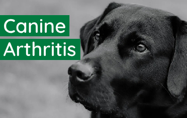 Arthritis: Could Your Dog Be Suffering In Silence?