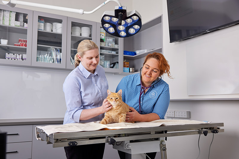 Isobel, Jen and Kevin at Paws at Prospect Vet