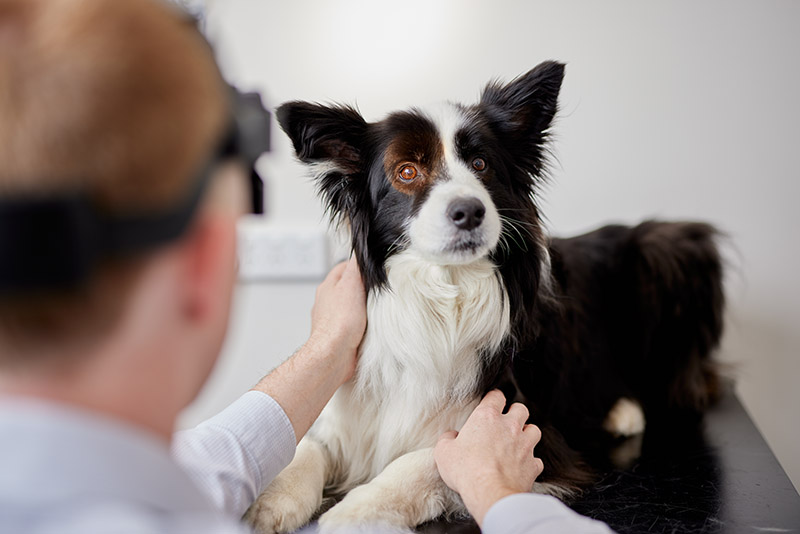 Eye Exam with Dan and Ellie at Paws at Prospect Vet