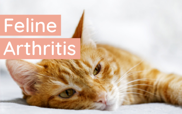 What A Pain: Cats Living with Arthritis