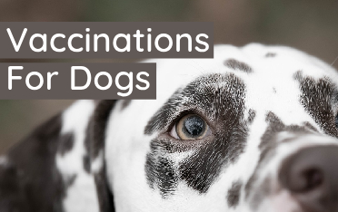 Protecting The Pup: Dog Vaccinations