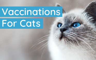 Cat Vax: Protect Your Cat With Vaccinations